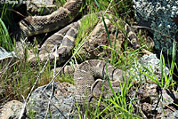 northern pacific rattlesnake
