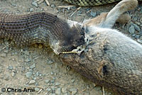 northern pacific rattlesnake