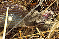 California Mountain Kingsnake