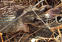 California Mountain Kingsnake