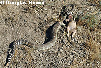 northern pacific rattlesnake