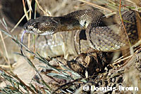 northern pacific rattlesnake