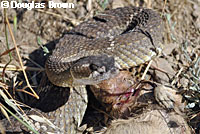 northern pacific rattlesnake