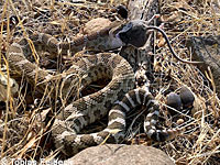 northern pacific rattlesnake