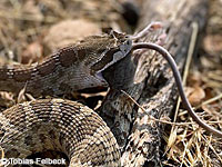 northern pacific rattlesnake