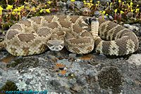 northern pacific rattlesnake