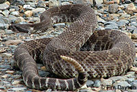 northern pacific rattlesnake