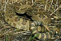 northern pacific rattlesnake