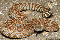 northern pacific rattlesnake