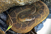 northern pacific rattlesnake