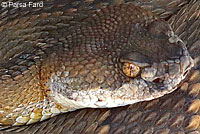 northern pacific rattlesnake