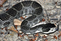 northern pacific rattlesnake