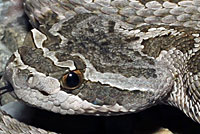 northern pacific rattlesnake