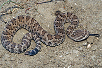 northern pacific rattlesnake