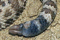 northern pacific rattlesnake