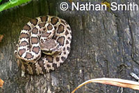 northern pacific rattlesnake