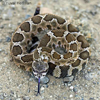 northern pacific rattlesnake