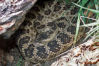 northern pacific rattlesnake