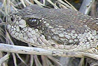 northern pacific rattlesnake