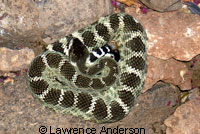 northern pacific rattlesnake