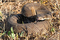 northern pacific rattlesnake