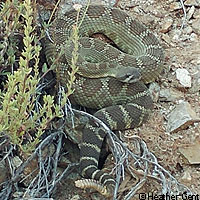 northern pacific rattlesnake