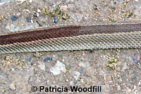 northern pacific rattlesnake