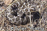 northern pacific rattlesnake