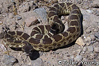 northern pacific rattlesnake