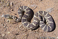 northern pacific rattlesnake