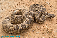 northern pacific rattlesnake