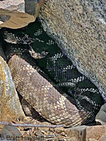 northern pacific rattlesnake