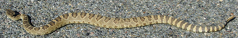 northern pacific rattlesnake