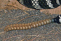 northern pacific rattlesnake