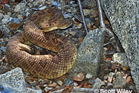 northern pacific rattlesnake