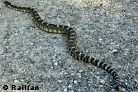 northern pacific rattlesnake