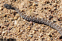 northern pacific rattlesnake