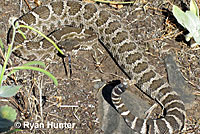 northern pacific rattlesnake