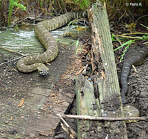 northern pacific rattlesnake