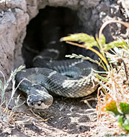 northern pacific rattlesnake