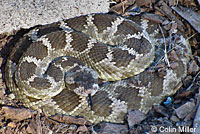 northern pacific rattlesnake