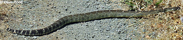 northern pacific rattlesnake