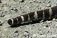 northern pacific rattlesnake