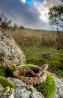 northern pacific rattlesnake