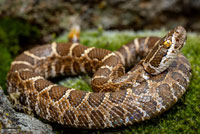 northern pacific rattlesnake