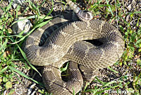 northern pacific rattlesnake