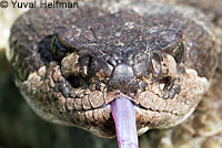 northern pacific rattlesnake