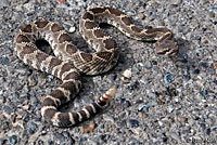 northern pacific rattlesnake