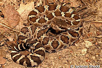 northern pacific rattlesnake