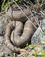 northern pacific rattlesnake